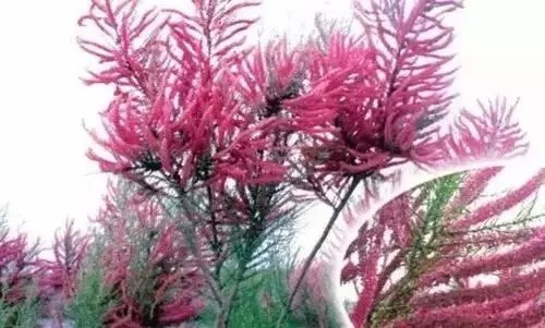 瑞香花|全国56市市花，太美了