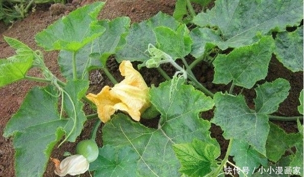 谁吃谁好的食物,没事坚持吃,提高抗病能力,延缓衰老,更有活力