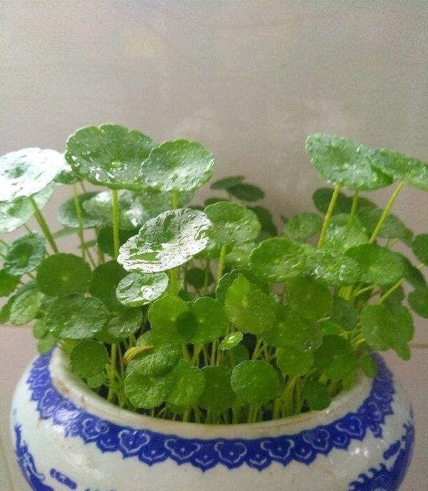 让铜钱草“爆盆”很简单,记住3个字剪、肥、水,叶子挤满盆