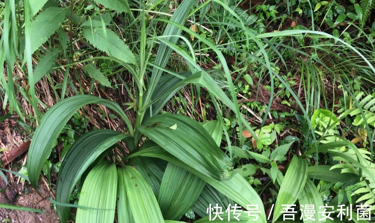 黎芦|“藜芦”山里很常见，是有毒的药用植物！生活在农村有必要认识