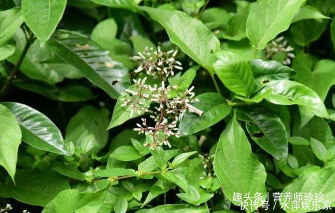 闻着臭,吃着香,嫩叶可做美食,根部价值高,对风湿病有奇效!