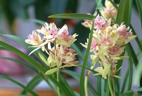 简单|这些花卉美过玫瑰,一年四季花开不停,好养如绿萝,简单易成活