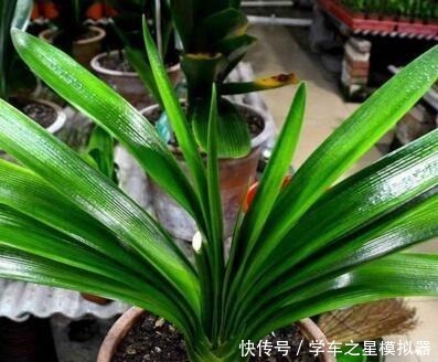 5种“植物”，寓意吉祥还“招财”，可以多养三四盆，比发财树强！