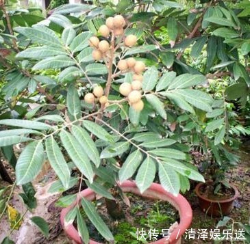 1种水果籽，一粒粒摆盆里，10天出芽，开花又结果，够一家人吃