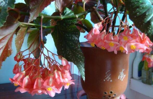 喜欢养花，就养这几款，花开满院飘香，花朵妖绝迷人