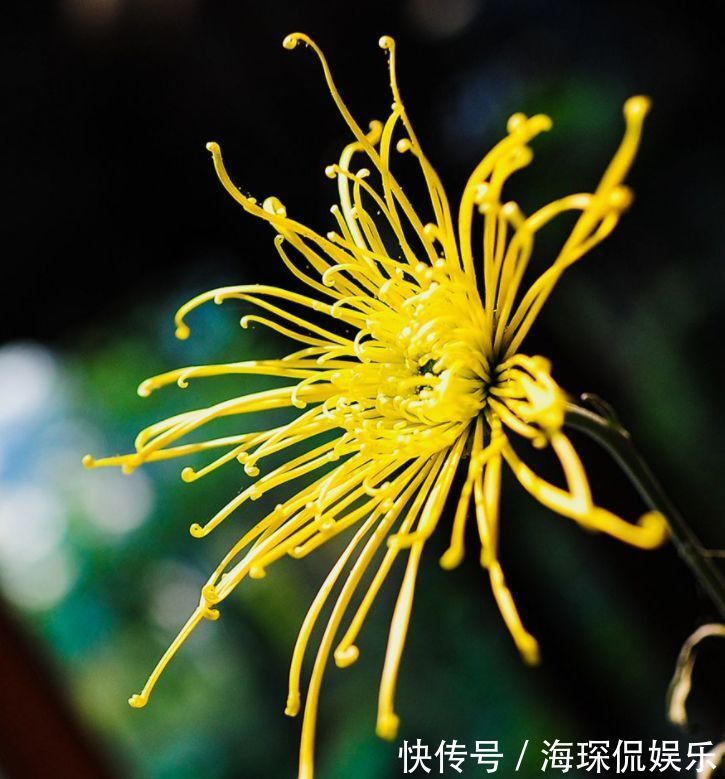 桃吐丹露|爱上菊花,不如养盆“祝寿花”国华八十祝,似桃吐丹露,雍容华贵