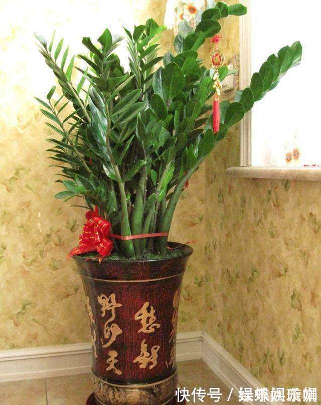 散尾葵|客厅养花别乱养,选5种花,好养好看,高端大气上档次