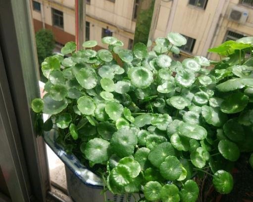 4种花不怕雨淋,阴雨天放外面养,雨水越大生长越旺