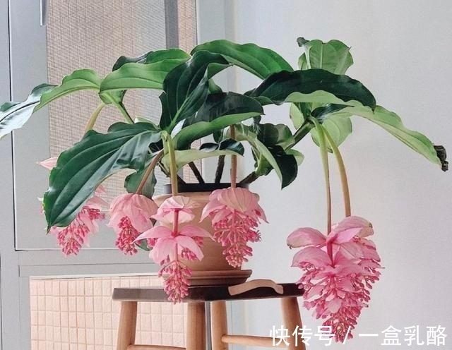 被过度吹捧的“三种花”,仅照片好看,入手发现“丑得”一塌糊涂