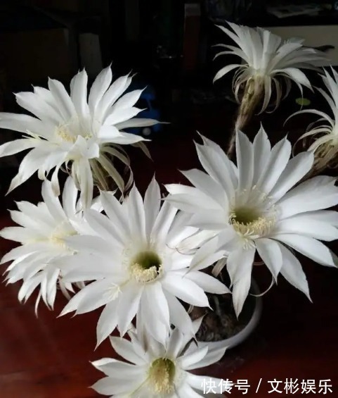 仙人球开花简直可以称得上惊艳,学会几个步骤,鲜花开满盆