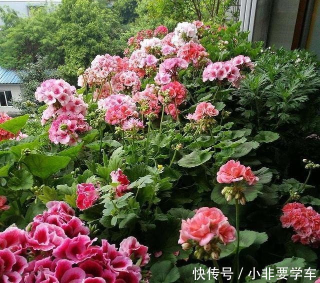 这3种花大家都说土,其实它们开花时间最长,花朵最多!