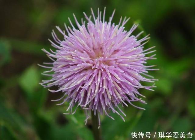 这种“野花”采摘要带工具，摘下直接煮水喝，对人身体好！