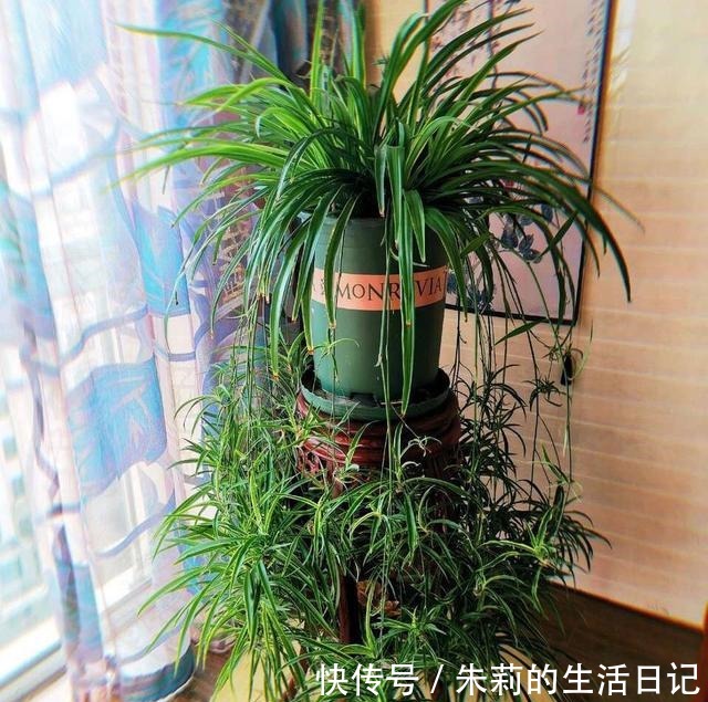 出门最容易“捡到”的5种花,拿回家剪几刀,不花钱成好看盆栽!