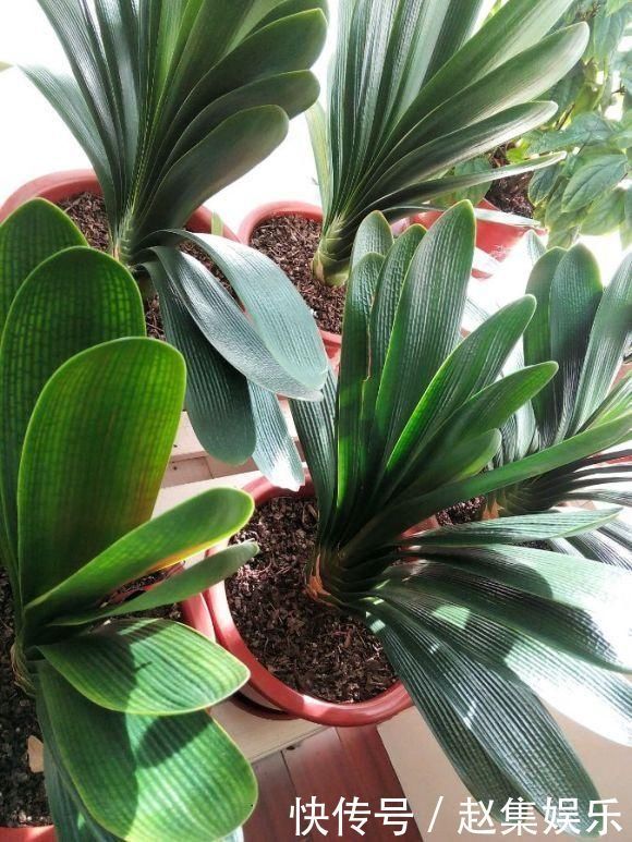 根系|春夏秋冬养君子兰，浇水各不相同，“诀窍”在手，开花成“群”
