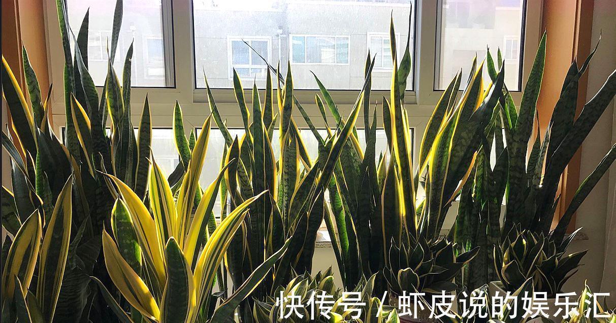 长寿花|7种“懒人花”,漂亮又好养,客厅养一盆,大气吉祥,养人又旺家