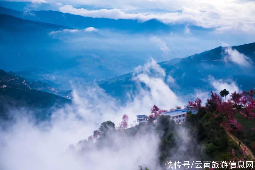 樱花|无量山2000亩的樱花开了，等你来