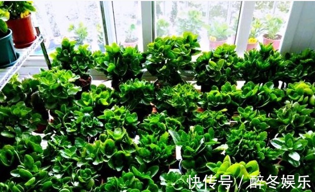 邻居在阳台养30盆长寿花,阳台天天都是“花海”,人见人夸