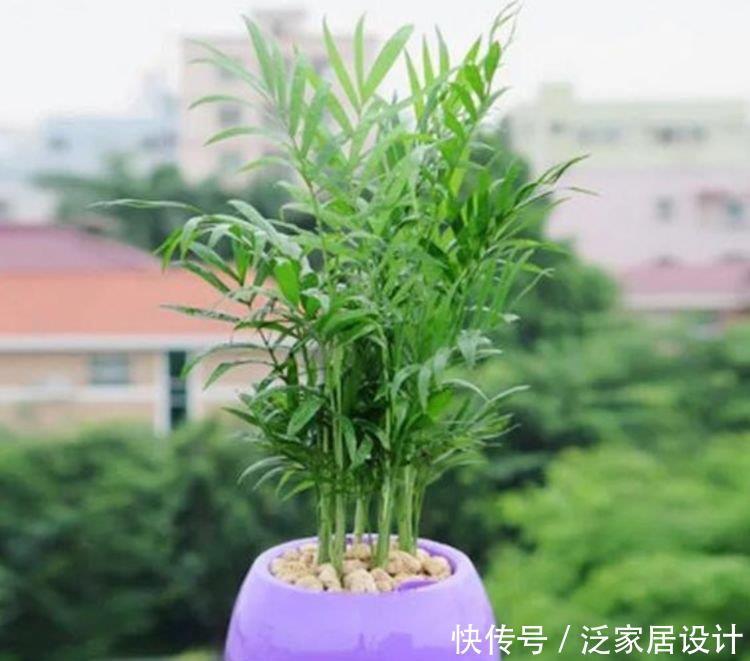 4种花很耐养,沾土就能活,有阳光就爆盆,给点水就疯长