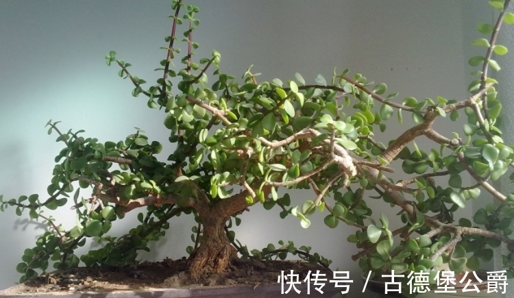 多注意这5点,金枝玉叶养成老桩,操作简单、成功率高