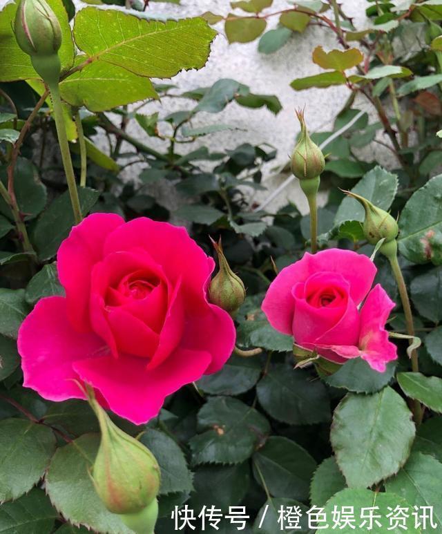 细数10种狼牙棒月季,怕刺的可绕道