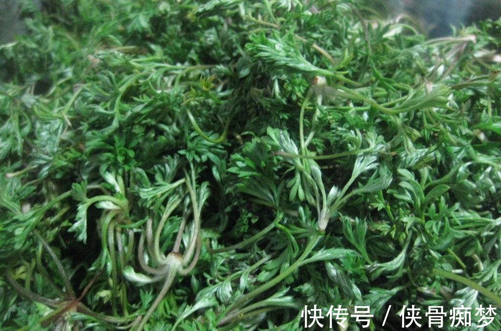 您家若是种植这种特殊的草,那风湿再也不用怕了