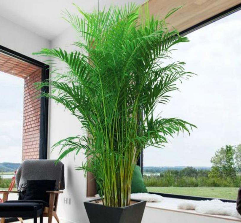 养花就养3种花 家里养一盆 叶片油绿漂亮 空气清新上档次 粉紫色 养花就养3种花 家里养一盆 叶片油绿漂亮 空气清新上档次 粉紫色