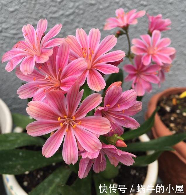 被名字耽误的“三种花”，颜值高又皮实，放角落也能自己长