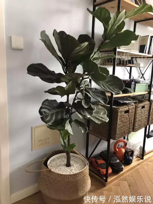 松软|盆土板结别着急,插根吸管倒点酒,松软又透气!