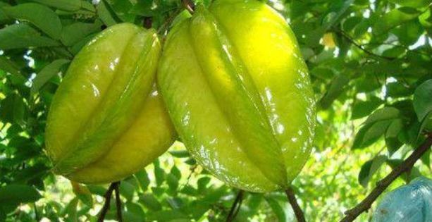 想长寿得会吃，常吃以下3种食物，消毒解渴，润肺止咳，早吃早好