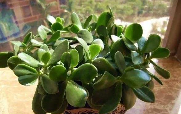 养玉树,就按此“步骤”,枝干粗,叶片肥,一年小苗变“大树”