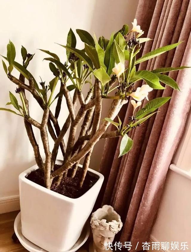 6种佛教圣花,个个都是吉祥花,家里养一盆,养心又养身