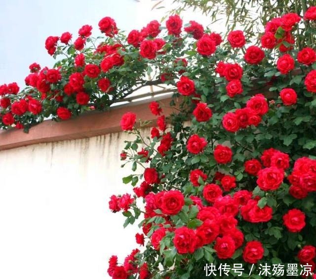 春季别养绿萝了！此花要栽2棵，沾土就活，一年花开180天！