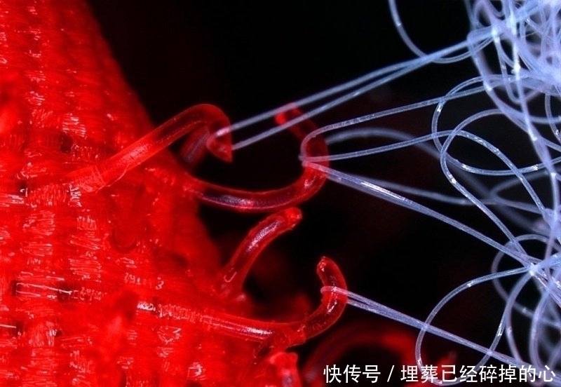 19张你能盯着看超过1分钟的惊奇照片,让你发现世界的奇妙!