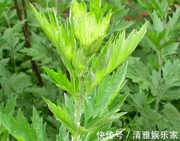 艾草|艾叶,头皮上抹一抹,好处立即找上门,赶快分享给家人