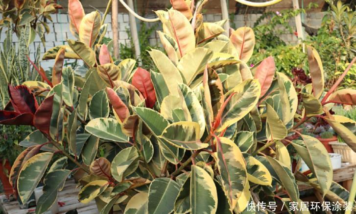 对于养花的人来说,家里这些“垃圾”扔掉就是浪费,养花好用的很