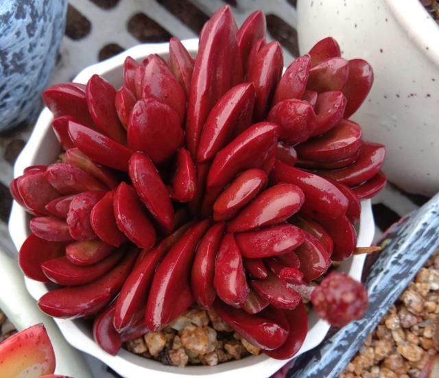 养了5年多肉，从小白变成大神，这些经验送你了