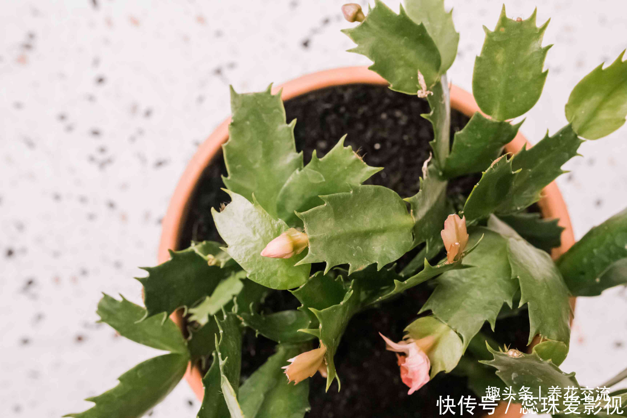 叶子|养盆栽蟹爪兰掌握10点就足够,看完就知道为啥叶子干瘪、不开花