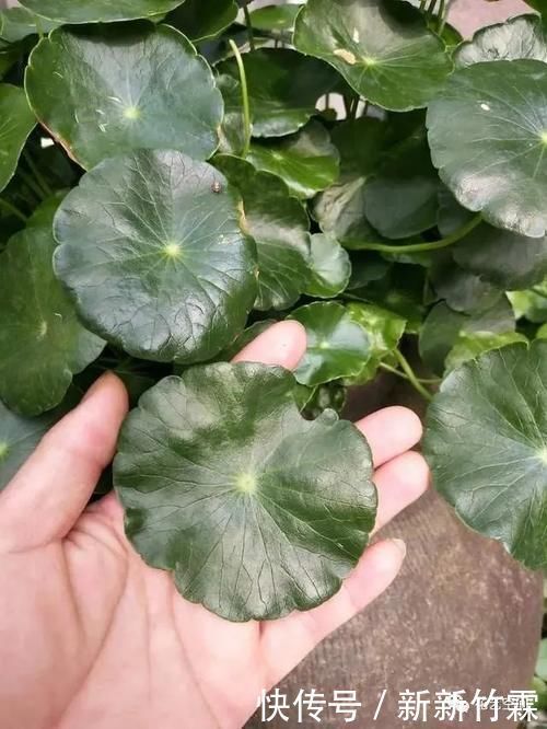 花盆里撒一把“粉末”,防冻杀菌增肥力,根壮叶绿,猛长个!