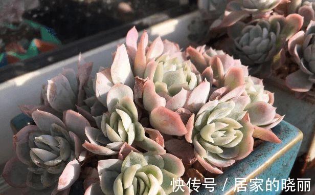 阳台上|想要让多肉形象好,就应该及时的砍头,砍头后要注意这些细节