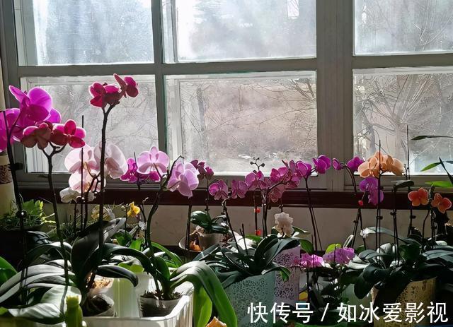 青苔|发现蝴蝶兰花谢后,第一时间该怎么处理才能让它年年开花?