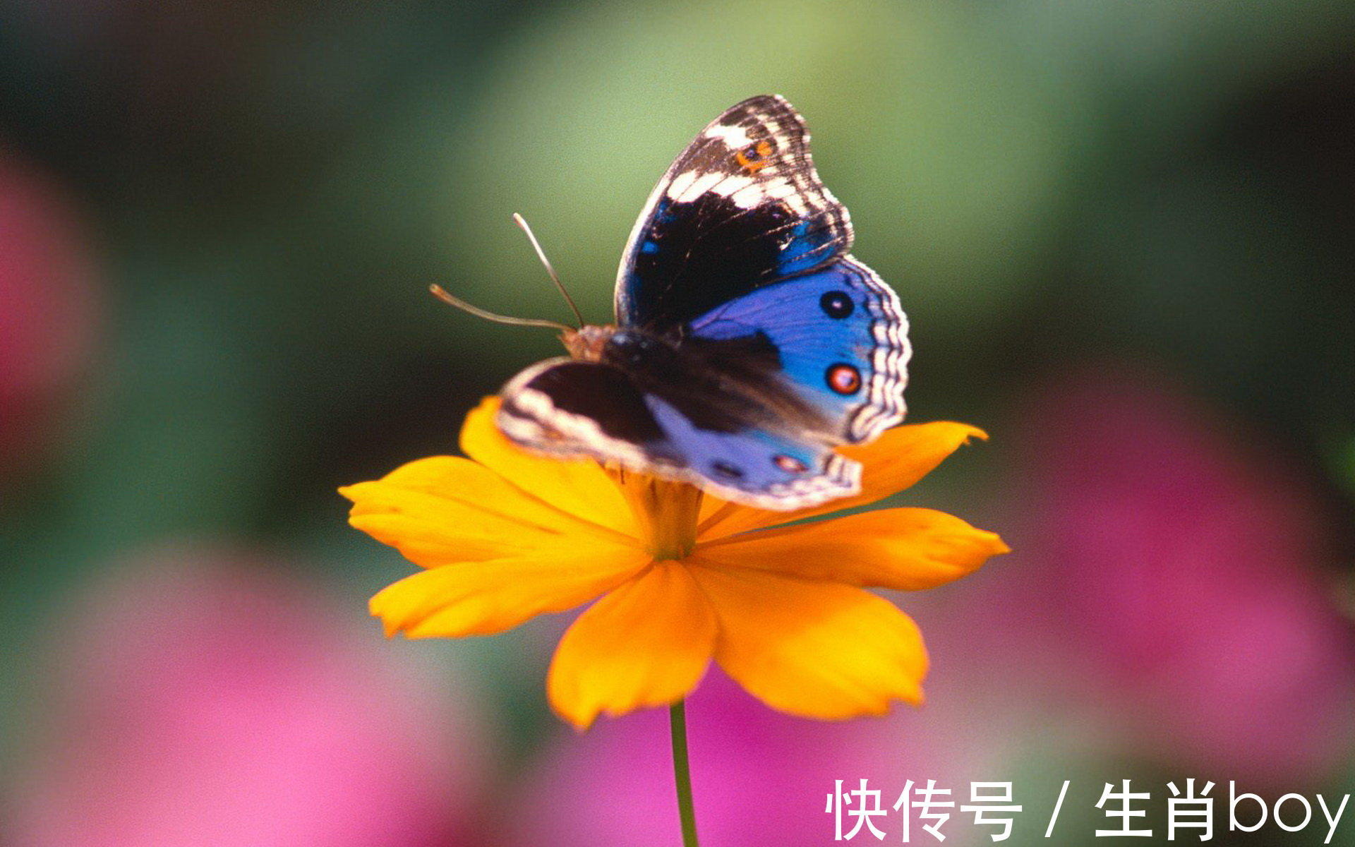 生肖龙|即便是跌入谷底，也能够“翻身”的生肖，意志力超强