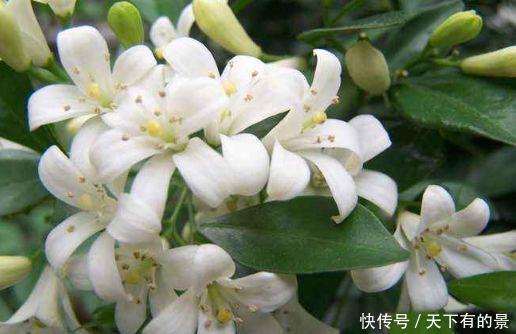 4种花养了就爆盆，好养易活开花漂亮，一养就上瘾