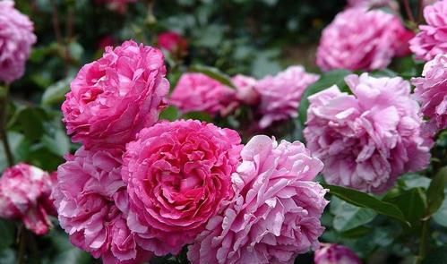  极大|1种月季花，颜值不输牡丹，花量极大，花香浓郁，值得拥有！