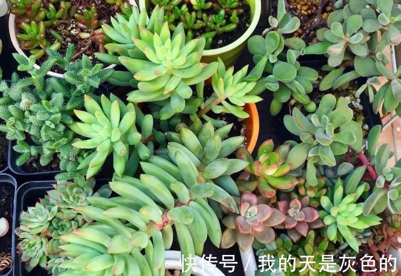 光照|养多肉千佛手,砍头繁殖简单,叶插成活率高,适合新人练手