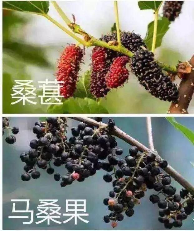 紧急提醒！这种“水果”千万别吃……