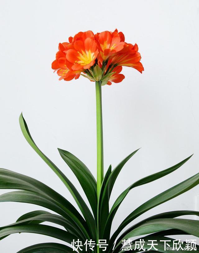 怎样让君子兰一年长出8片叶子他的做法,值得我们学习