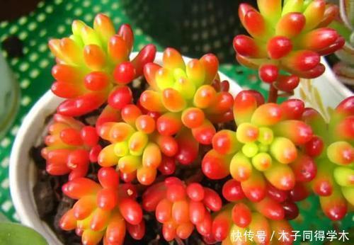 4种多肉植物，耐寒又好养，下雪天照样美美哒，不养真亏！