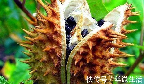 古人|这种农村野外的“毒草”，一碰就三级烧伤？古人还用它治疗白癜风