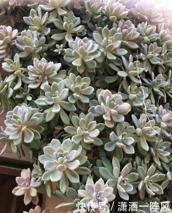 邻居|她把多肉种在阳台,一直长到楼下,天天被邻居投诉!