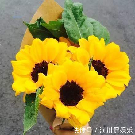 养花试试此几款，全年开花不停，一开就是300天，家里变花海